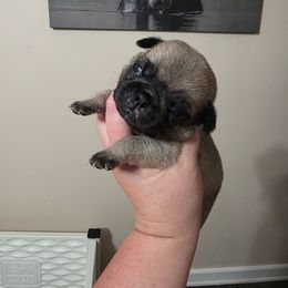 Girl 2 - Tan Collar - Fawn female Pug puppy in Olin, North Carolina from Piggy Pugs