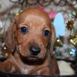 Boy 2 - Red male Dachshund puppy in Craig, Colorado from Rocky Mountain Shih Tzus and Dry Creek Miniature Dachshunds