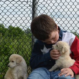 Poodle Puppies from D and D Standard Poodles