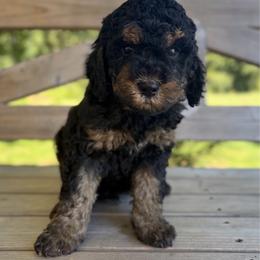 Stetson - Phantom male Goldendoodle puppy in Zeeland, Michigan from Dandelion Lane Doodles