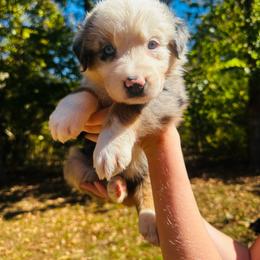 Lainey - Blue merle female Australian Shepherd puppy in Mckenzie, Tennessee from Whispering Iris Aussies