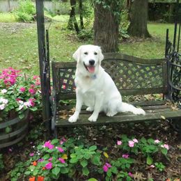 Stella - Golden Retriever