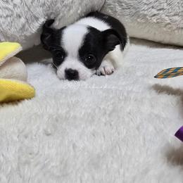 Belle - Black and white female Chihuahua puppy in Albuquerque, New Mexico from JVJ Chihuahua