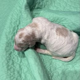 Boy 3 - Parti male Springerdoodle puppy in Murrells Inlet, South Carolina from SpringerDoodles at the Beach