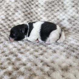 Girl 1 - Black parti female Pomeranian puppy in Visalia, California from J-Pom Lee's