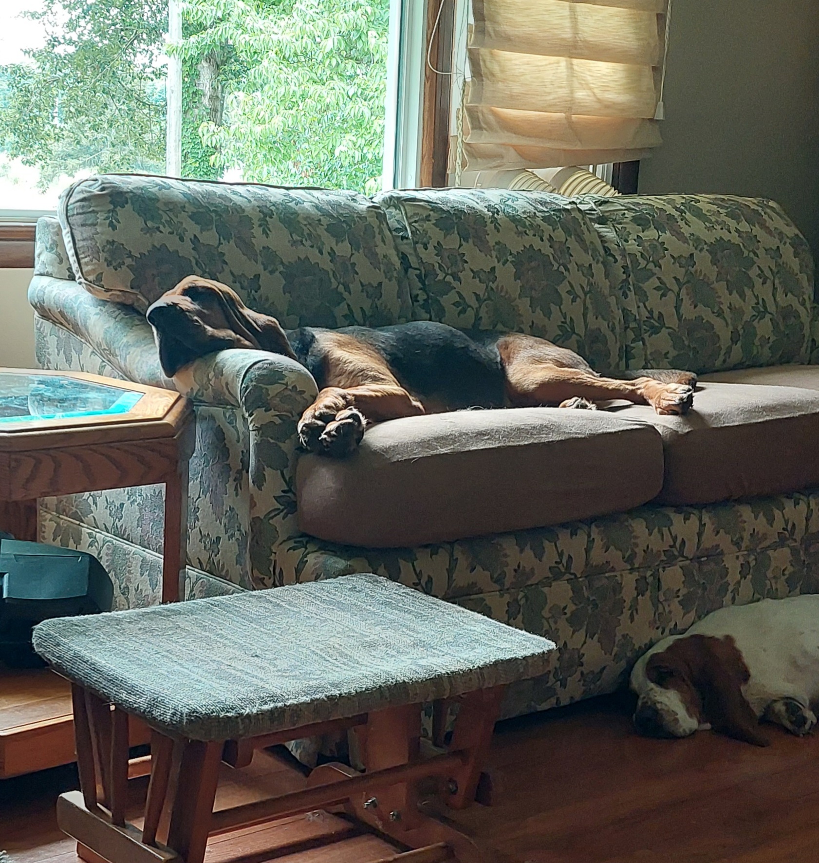 "Elsa" Basset Hound Puppies from Out Law Hounds Den