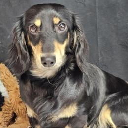 Magik - Dachshund