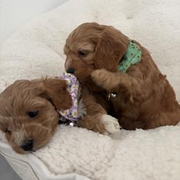 Cavapoo Puppies from Christina Kolovos