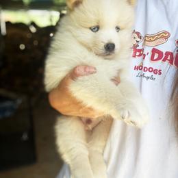 Mac - White male Pomsky puppy in Grass Valley, California from Karalot Pomskies