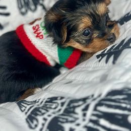 Luca - Black and gold Yorkshire Terrier puppy in Richmond, Texas from Perfectly Posh Pets