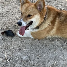 Miniature Australian Shepherds and Pembroke Welsh Corgis from Sorrel Sands Corgis & Mini Aussies
