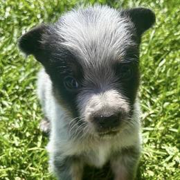 Porthos - Blue mottled male Australian Cattle Dog puppy in Atwood, Kansas from Grit ‘n’ Grace Ranch