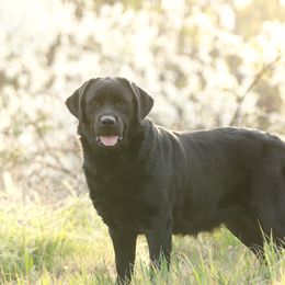 Golden Retrievers and Labrador Retrievers from Twisted Ranch Retrievers