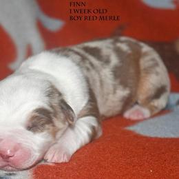 Finn - Red merle male Miniature Australian Shepherd puppy in Patterson, North Carolina from DreamLine Aussies