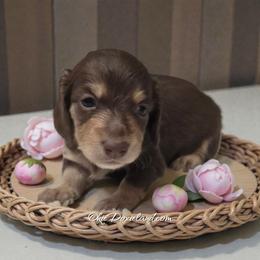 Coco - Chocolate and cream female Dachshund puppy in Oklahoma City, Oklahoma from OkieDoxieland Dachshunds