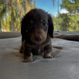 Ezra - Chocolate and tan male Dachshund puppy in San Diego, California from Enchantables