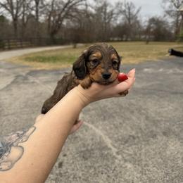 Rowan - Red male Dachshund puppy in Troup, Texas from East Texas Dachshunds