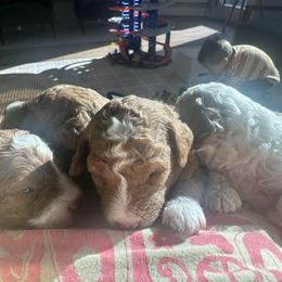 Labradoodle Puppies from California Double Doodles