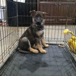 German Shepherd Puppies from Rammstein Kennels
