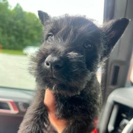 Archie - Brindle male Scottish Terrier puppy in Chattanooga, Tennessee from Oodles of Cuties!