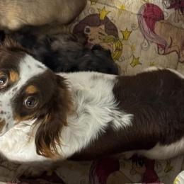 Cookie - Dachshund