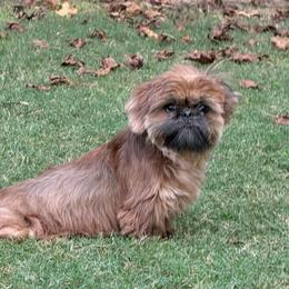 Sunny - Shih Tzu
