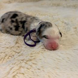 Ever - Blue merle female Australian Shepherd puppy in Jacksonville, Florida from Autumn's Aussies