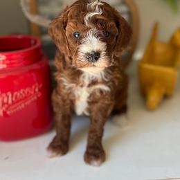 Jasmine (No Collar) - Red  female Poodle puppy in Ogden, Utah from Bells Poodles