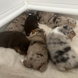 Australian Shepherd Puppies from Dream E River Ranch