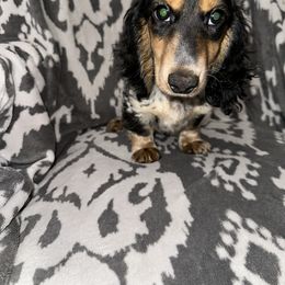 Boy 2 - Black and tan male Dachshund puppy in Turlock, California from Vibrant Dachshunds