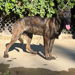 Pink - Black brindle female Dutch Shepherd puppy in San Jose, California from Brandon's Dutch Shepherds
