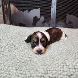 Boy 2 - Piebald male Dachshund puppy in Lindsay, California from Lewis Creek Dachshunds