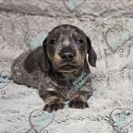 Bluebelle - Piebald female Dachshund puppy in Herald, California from Bluegum Dachshunds