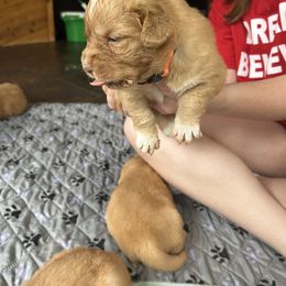 Champ - Red Nova Scotia Duck Tolling Retriever puppy in Urbana, Ohio from Chimay Kennels