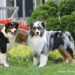 Australian Shepherds from Folklore Australian Shepherds