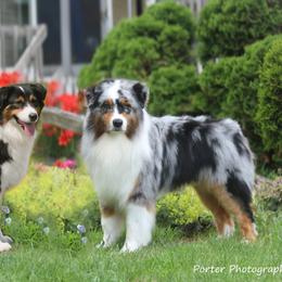 Australian Shepherds from Folklore Australian Shepherds