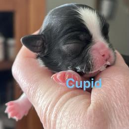 Cupid - Black and white male Shih Tzu puppy in Bloomfield, Indiana from Meihem Pups