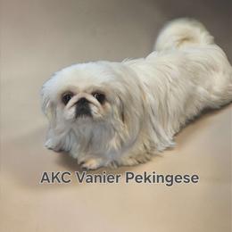 ADULT Vanier's Cindy - White female Pekingese puppy in Texas from Vanier Pekingese