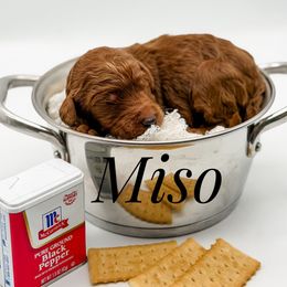 Miso - Red  male Goldendoodle puppy in Mecklenburg County, North Carolina from Rustic Road Doodles