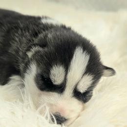 Zoe - Black and white female Siberian Husky puppy in Hebron, Kentucky from Glacier Run Huskies