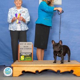 French Bulldog Puppies from Solitaire French Bulldogs