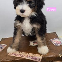 Bernedoodle and Goldendoodle Puppies from Granton Creek
