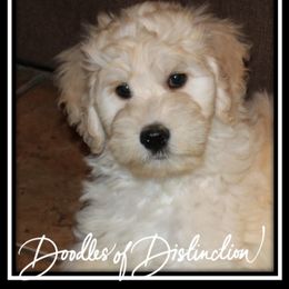 Goldendoodle Puppies from Lakeshore Doodles