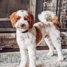 Winston - Goldendoodle