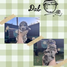 Dab - Merle female Goldendoodle puppy in Garland, Texas from Twilight Doodles