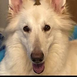 Dora - White female German Shepherd puppy in Dunnellon, Florida from Wolves Den Ranch