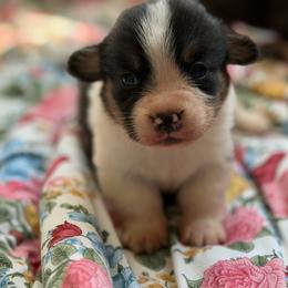 Binx - Black and tan male American Corgi puppy in Graham, Texas from Wild West Corgis