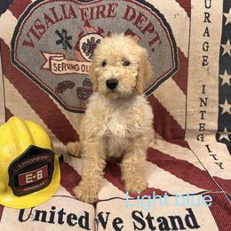 Light Blue Collar - Apricot Labradoodle puppy in Visalia, California from Junebug’s Labradoodles