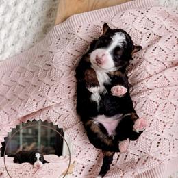Solace - Tri-color female Bernedoodle puppy in Cold Spring, Minnesota from A.N.A. Doodles