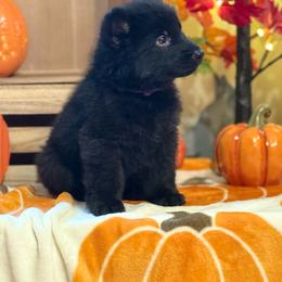 Purple collar - Black male German Shepherd puppy in Phenix City, Alabama from Black Rose Shepherds